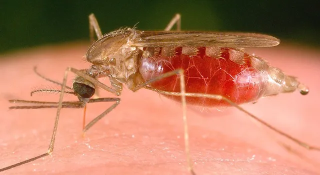 Komár Anopheles