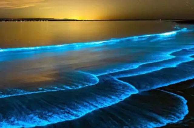 Bioluminiscence obrněnek