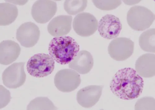 Krvinkovka (Plasmodium)