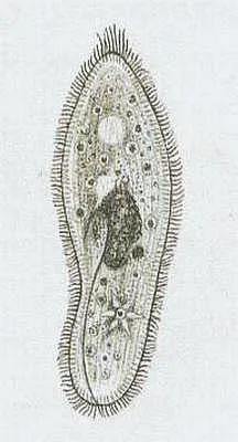 Trepka velká